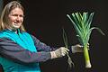 So schön wird der Lauch:&nbsp; Gartenbautechnikerin Alexandra Schwarz aus Gochsheim gibt Tipps für den Gemüseanbau. Links ein Lauch-Setzling, rechts die ausgewachsene Pflanze.