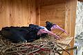 Waldrapp-Attrappen       -  Waldrapp-Attrappen sollen in Burghausen in diesem Frühjahr die seltenen Vögel zum Brüten animieren.