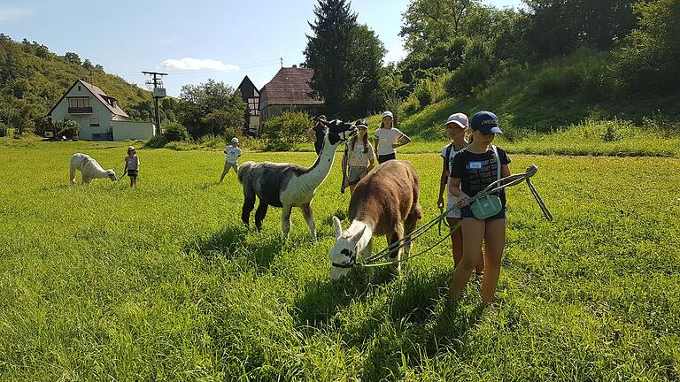 Den Andentieren ganz nah, kamen die Kinder des Ferienprogramms Gemünden bei den Retztal Lamas.