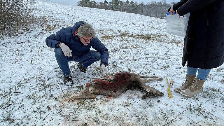Bei Prappach hat ein Jäger ein totes Reh gefunden. Christian Sandner nimmt DNA-Proben für das Landesamt für Umwelt. So könnte überprüft werden, ob es von einem Wolf gerissen wurde. Bei Prappach hat ein Jäger ein totes Reh gefunden. Christian Sandner nimmt DNA-Proben für das Landesamt für Umwelt. So könnte überprüft werden, ob es von einem Wolf gerissen wurde.