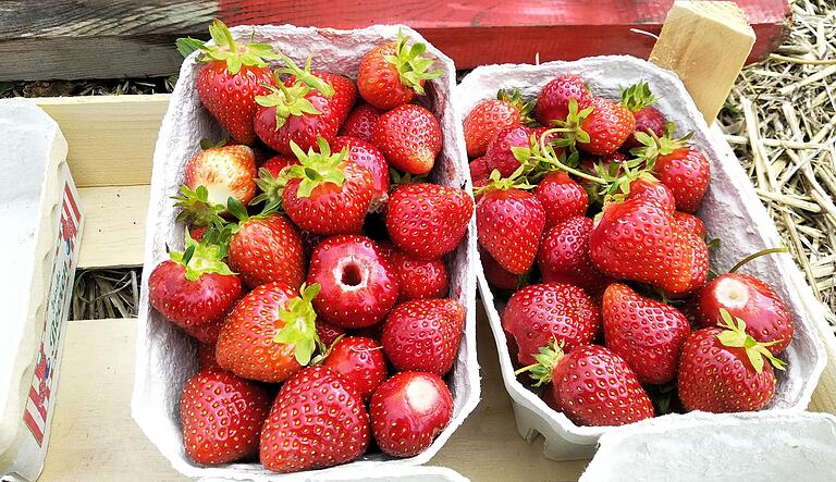 Die Erdbeeren auf dem Feld bei Christians Erdbeer- und Geflügelhof können seit Dienstag, 16. Juni, wieder täglich gepflückt werden. Die Erdbeeren auf dem Feld bei Christians Erdbeer- und Geflügelhof können seit Dienstag, 16. Juni, wieder täglich gepflückt werden.