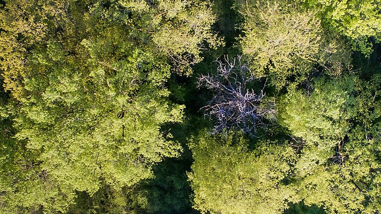 Vor allem Eichen und Eschen sind im Lülsfelder Wald geschädigt.