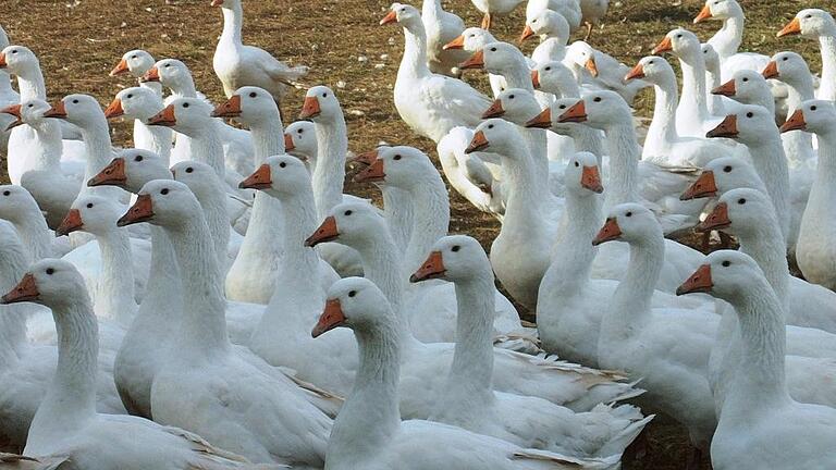Ein Spaziergang voller Entdeckungen: Glücklicherweise hatte Antje Gotthold hier die Kamera dabei, um die Gänse in der Herbstsonne zu fotografieren. Ein Spaziergang voller Entdeckungen: Glücklicherweise hatte Antje Gotthold hier die Kamera dabei, um die Gänse in der Herbstsonne zu fotografieren.