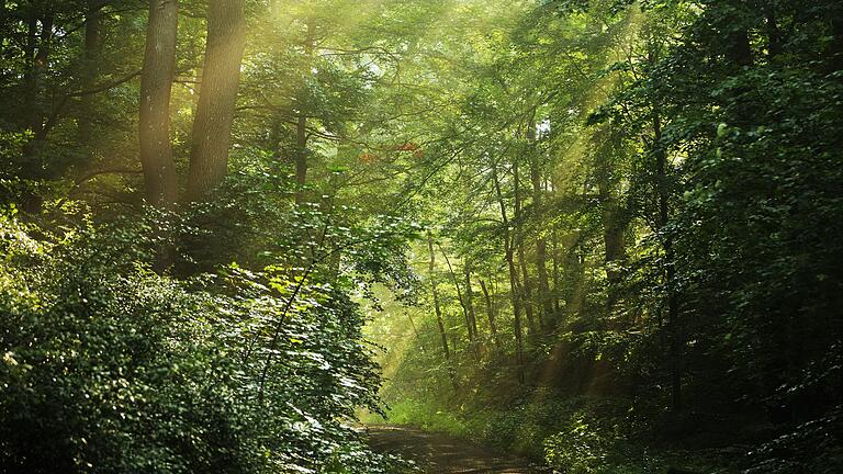 Stimmungsvoller Wald im Naturpark Steigerwald.