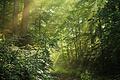 Stimmungsvoller Wald im Naturpark Steigerwald.