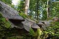 Bekommt der Spessart einen Nationalpark? Das Bild zeigt eine umgestürzte und teilweise von Pilzen bewachsene Buche im Naturschutzgebiet Metzgergraben unweit Weibersbrunn, das am Mittwoch auch die Natur- und Umweltverbände besuchten.