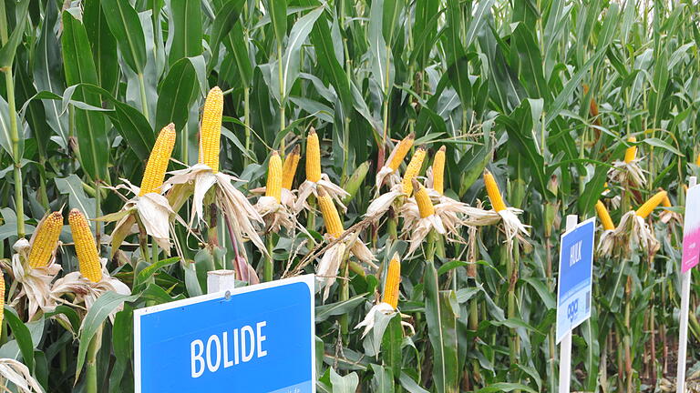 Maisfeld bei Hopferstadt.