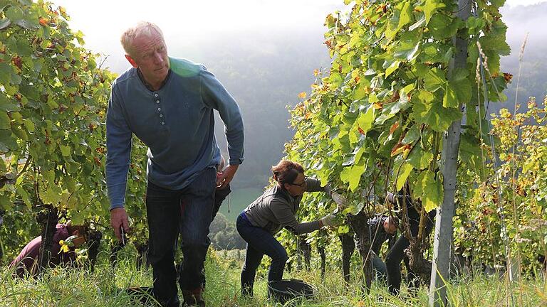 Rotarischer Wein für ein Brillenprojekt       -  (mia)   Rudolf May, der Präsident des Rotary Clubs Karlstadt-Arnstein, hat zur Unterstützung eines gemeinnützigen Projektes einen Weinberg mit rund 1000 Weinstöcken aus der eigenen Bearbeitung herausgenommen, um diesen von Clubmitgliedern bewirtschaften zu lassen, heißt es in einer Pressemitteilung. In mehreren Einsätzen haben die Mitglieder des Rotary Clubs die manuell zu erbringenden Arbeitsschritte einschließlich der Lese unter Anleitung von Rudolf May eigenhändig ausgeführt.  Rudolf May hofft auf einen guten bis sehr guten Ortswein, der unter dem rotarischen Label ab etwa April 2018 verkauft werden soll. Der Erlös soll einem Brillenprojekt namens &bdquo;EinDollarBrille&ldquo; in Kenia zu Gute kommen. Eine &bdquo;EinDollarBrille&ldquo; besteht aus einem leichten, flexiblen, aber stabilen Federstahlrahmen und vorgeschliffenen Gläsern aus Polycarbonat. Die Materialkosten, inklusive Gläser, liegen bei rund einem US-Dollar. Zur Herstellung der Brillen wird eine spezielle Biegemaschine benötigt, die rund 2500 Euro kostet. Mit dieser können bis zu 50 000 Brillen unterschiedlichster Größen pro Jahr hergestellt werden. Mit dem Erlös aus dem Weinverkauf sollen drei Biegemaschinen für den Einsatz in Kenia finanziert werden.