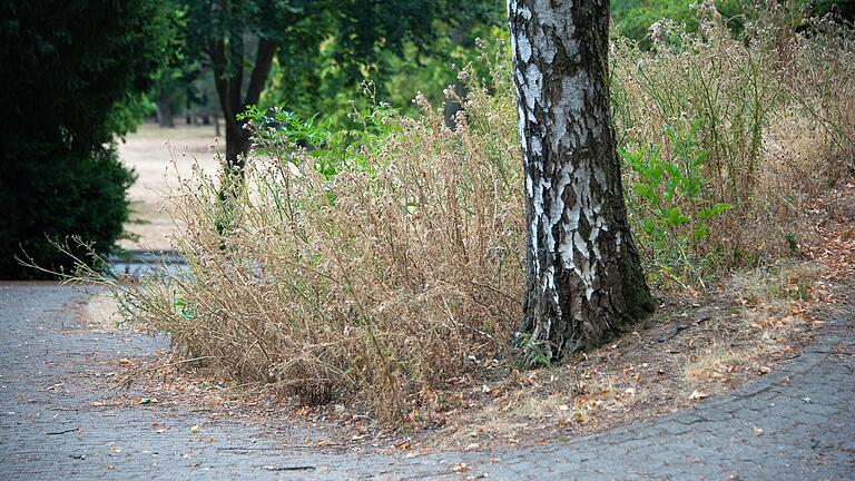 Seit Wochen hat es im Raum Schweinfurt nicht mehr geregnet. Die Trockenheit kann auch gefährlich werden, wenn dürres Gras oder Bäume in Brand geraten. Experten raten jetzt zu besonderer Vorsicht. Seit Wochen hat es im Raum Schweinfurt nicht mehr geregnet. Die Trockenheit kann auch gefährlich werden, wenn dürres Gras oder Bäume in Brand geraten. Experten raten jetzt zu besonderer Vorsicht.