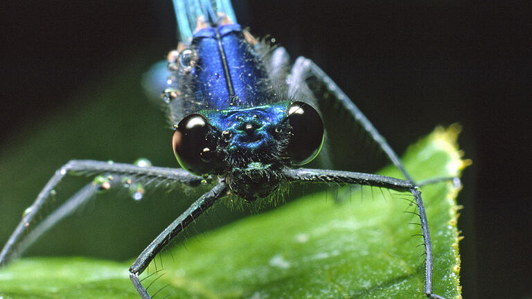 Die Blaufluegel-Prachtlibelle.