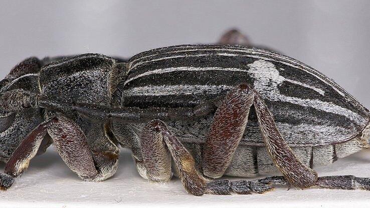 Ein Cribridorcadion bernhauerorum, Holotypus, weiblich, Seitenansicht. Ein Cribridorcadion bernhauerorum, Holotypus, weiblich, Seitenansicht.