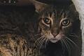 Eine der 129 in Main-Spessart beschlagnahmten Katzen.
