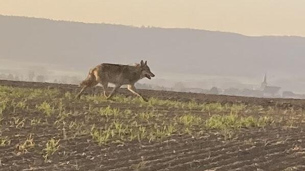 Ein Wolf durchstreift den Haßgau. Aufgenommen wurde das Raubtier zwischen Friesenhausen und Reckertshausen. Ein Wolf durchstreift den Haßgau. Aufgenommen wurde das Raubtier zwischen Friesenhausen und Reckertshausen.
