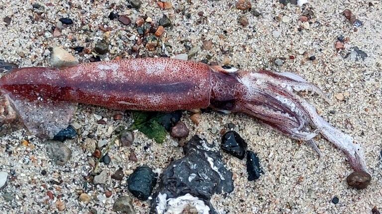 Toter Kalmar am Ostseestrand       -  Ein Hobbyforscher hat an der Ostseeküste einen toten Kalmar gefunden.