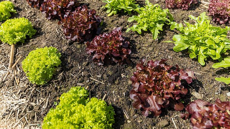 Auf einer größeren Fläche wachsen verschiedene Arten von Salaten in Veitshöchheim. Auf einer größeren Fläche wachsen verschiedene Arten von Salaten in Veitshöchheim.