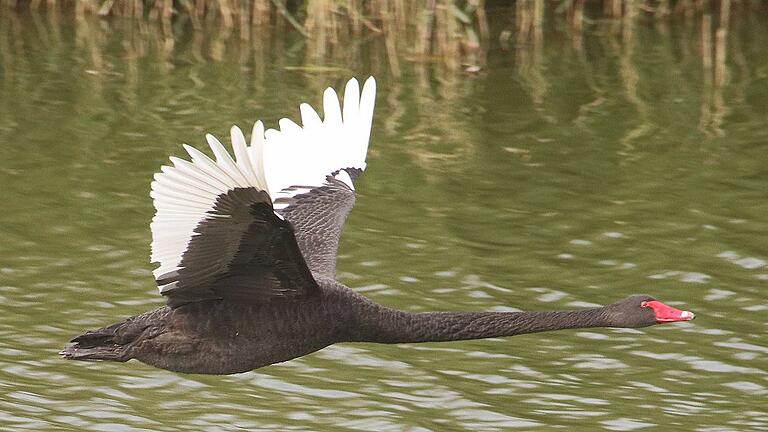 Ein beliebtes Fotomotiv ist der schwarze Schwan im Vogelschutzgebiet Garstadt.