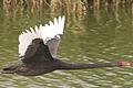 Ein beliebtes Fotomotiv ist der schwarze Schwan im Vogelschutzgebiet Garstadt.