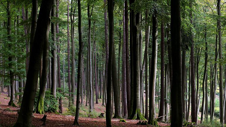 Die Söder-Regierung will große Staatswald-Flächen stilllegen. Klimaziele seien aber mit bewirtschaftetem Wald besser zu erreichen, kritisieren nun zwei frühere CSU-Minister. Die Söder-Regierung will große Staatswald-Flächen stilllegen. Klimaziele seien aber mit bewirtschaftetem Wald besser zu erreichen, kritisieren nun zwei frühere CSU-Minister.