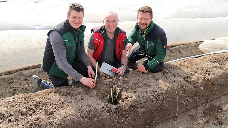 Der erste Spargel ist in Röthlein geerntet, auch bei anderen Spargelbauern, wie dem Bio-Spargelhof Braun in Garstadt geht am Wochenende bereits langsam der Verkauf in den Hofläden los. Das Foto zeigt von links: Matthias, Andreas und Christian Knaup vom GenussHof Knaup. Der erste Spargel ist in Röthlein geerntet, auch bei anderen Spargelbauern, wie dem Bio-Spargelhof Braun in Garstadt geht am Wochenende bereits langsam der Verkauf in den Hofläden los. Das Foto zeigt von links: Matthias, Andreas und Christian Knaup vom GenussHof Knaup.