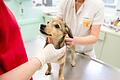 Klappt beim ersten Tierarztbesuch alles reibungslos, geht der Hund auch später bereitwillig hin. Foto: Inga Kjer/dpa-tmn       -  Jährliche Routineuntersuchungen bei Hunden sind wichtig, um frühzeitig Krankheiten oder Tumore festzustellen.