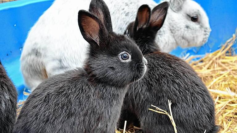 Der Osterhase bringt die Ostereier zu den Kindern – warum wohl? Eher Zufall, sagt die Wissenschaft. Man vermutet, dass Kinder beim Eiersuchen sonst öfters Hasen aufgeschreckt haben – und man dann gesagt hat, die Tiere hätten die Eier gebracht. Den Baby-Hasen von Ewald Endrich aus Karlburg ist diese feiertägliche Bestimmung aktuell noch ziemlich egal. Sie sind sechs Wochen alt und sitzen lieber ganz gemütlich im Stroh. Der Osterhase bringt die Ostereier zu den Kindern – warum wohl? Eher Zufall, sagt die Wissenschaft. Man vermutet, dass Kinder beim Eiersuchen sonst öfters Hasen aufgeschreckt haben – und man dann gesagt hat, die Tiere hätten die Eier gebracht. Den Baby-Hasen von Ewald Endrich aus Karlburg ist diese feiertägliche Bestimmung aktuell noch ziemlich egal. Sie sind sechs Wochen alt und sitzen lieber ganz gemütlich im Stroh.