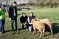 Bürgermeister Thorsten Wozniak und Stadtbaumeisterin Maria Hoffmann (beide links im Bild) begrüßen die drei neuen zur Rasenpflege eingestellten tierischen Mitarbeiter auf der Kläranlage. Die Idee, es mit den Schafen zu versuchen, hatten Stadtgärtner André Ditterich und Kläranlagen-Chef  Marco Klebrig (beide rechts).