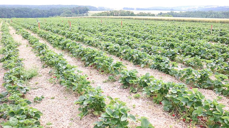 Das Erdbeerfeld in Eußenhausen: Die roten Stickel markieren, wo noch geerntet werden kann. Das Erdbeerfeld in Eußenhausen: Die roten Stickel markieren, wo noch geerntet werden kann.