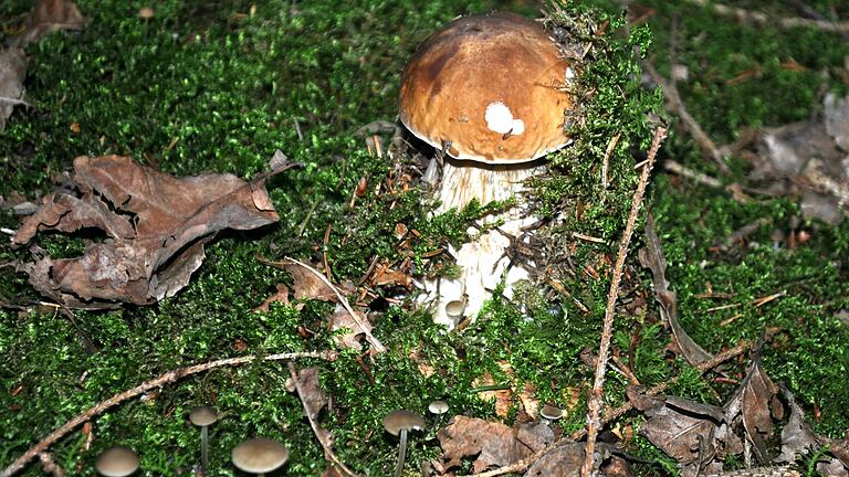 Verwechslungsgefahr: Das ist kein Steinpilz, sondern ein junger Gallenröhrling. Verwechslungsgefahr: Das ist kein Steinpilz, sondern ein junger Gallenröhrling.