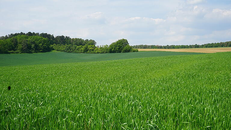 In diesem Bereich ist der Solarpark Billingshausen geplant. In diesem Bereich ist der Solarpark Billingshausen geplant.