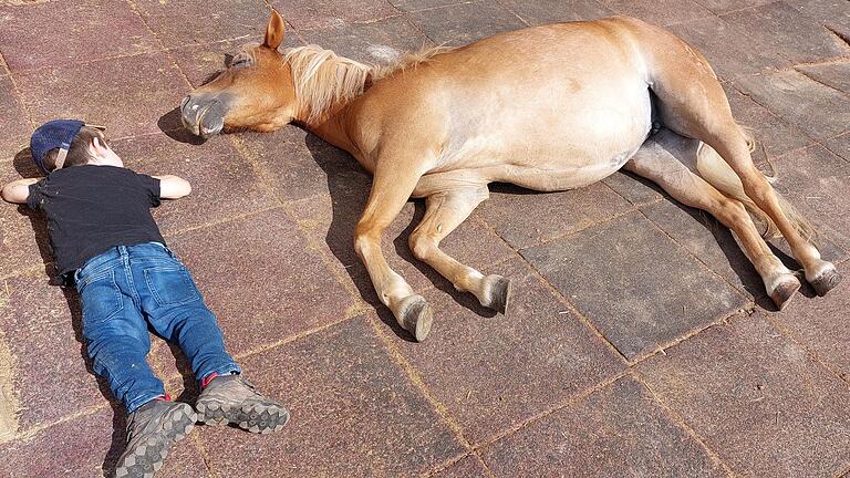 Eigentlich sind Pferde Fluchttiere. Dass sich das Thüringer Pony des Therapiehofs Väthjunker in Röttbach hinlegt und von einem Kind liebkosen lässt, zeigt, dass es Zutrauen hat. Eigentlich sind Pferde Fluchttiere. Dass sich das Thüringer Pony des Therapiehofs Väthjunker in Röttbach hinlegt und von einem Kind liebkosen lässt, zeigt, dass es Zutrauen hat.