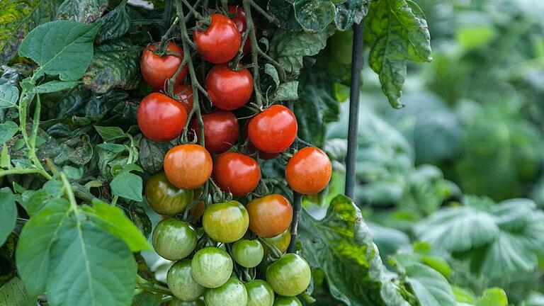 Für Tomaten braucht man Ausdauer, sagt Gärtnermeister Frank Schunke.