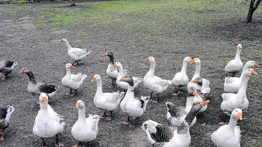 Symbolbild Gänse