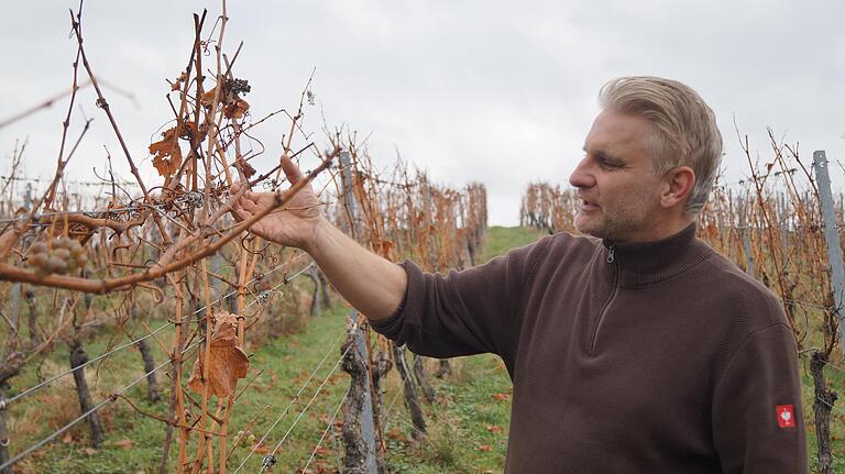 Oliver Gottschalk begutachtet die Pflanzen in seinem Weinberg. Oliver Gottschalk begutachtet die Pflanzen in seinem Weinberg.
