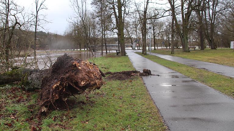 Durch den Sturm sind in Rhön-Grabfeld vor allem Bäume umgestürzt in der Nacht auf Donnerstag, so wie hier in Bad Neustadt zwischen Brend und Saale am Schillerhain.