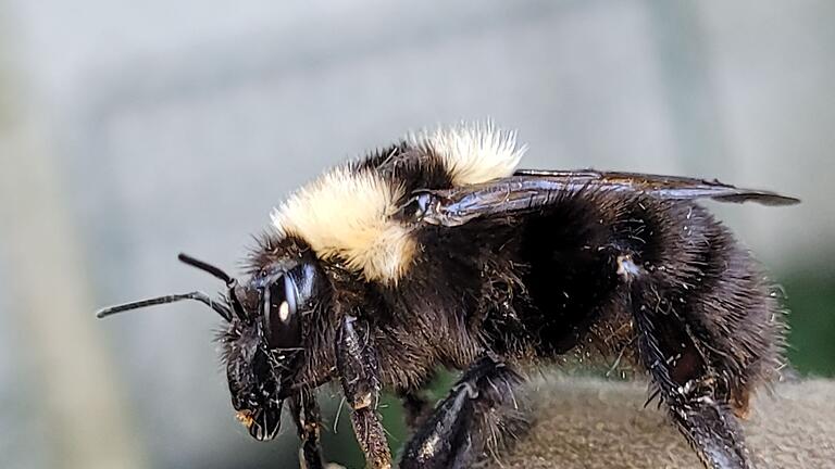 Tonerdhummel-Königin in Deutschland       -  Hummelkönigin aus dem Süden in Oberbayern entdeckt