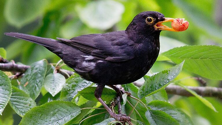 Amsel       -  Eine Amsel sitzt im Kirschbaum. Die Vögel sind im Moment durch das Usutu-Virus besonders gefährdet, der Erreger hat nun auch Unterfranken erreicht.