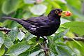 Amsel       -  Eine Amsel sitzt im Kirschbaum. Die Vögel sind im Moment durch das Usutu-Virus besonders gefährdet, der Erreger hat nun auch Unterfranken erreicht.