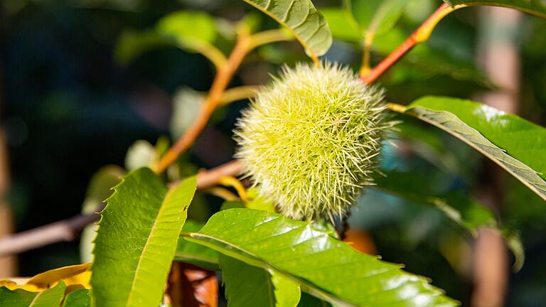 Esskastanienbäume sind derzeit im Garten sehr beliebt.