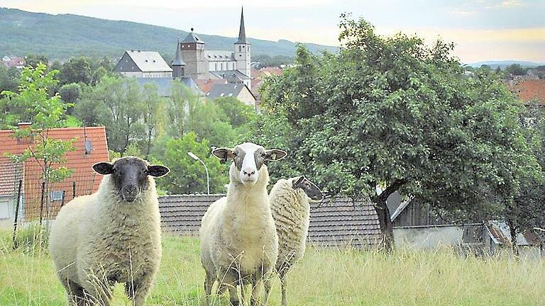 Natur pur: Rhönschafe stehen symbolisch für die neue Ökomodellregion Rhön-Grabfeld.