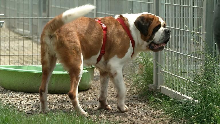 Bernhardiner Mäuschen hat sechs Jahre einsam in einem Zwinger verbracht. In der RTL-Sendung 'Die Unvermittelbaren' wird sich zeigen, ob er dank Hundetrainer Martin Rütter ein neues Zuhause findet.