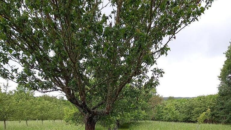 Obstbäume können durch das Anbringen solcher Estrichmatten vor Biberfraß geschützt werden.