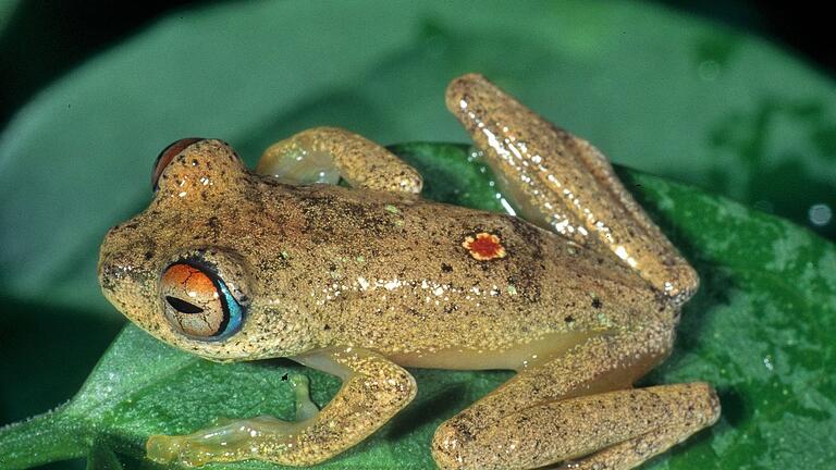 Sieben neue Froscharten in Madagaskar entdeckt       -  Andere Frösche quaken, diese trillern wie Vögel.