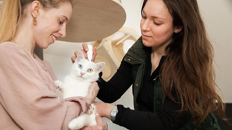 Stefanie Kuntzer (links) und Inka Sörries (Katzenhilfe Würzburg), kümmern sich um Kater Emilio, dem sie eine Salbe für Hauterkrankung auftragen. Das Leid von Katzen könnte durch die Einführung einer Katzenschutzverordnung verhindert werden.