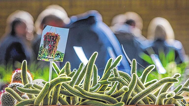 Kakteen haben viele Freunde - (hh) Die Resonanz auf die erste Verkaufsausstellung der Kakteenfreunde Schweinfurt und Umgebung am Sonntag nach 13 Jahren Pause war mit über 500 Besuchern gewaltig. Anlass war der 50. Geburtstag des Vereins. 20 nicht kommerzielle Aussteller, darunter sechs Mitglieder, präsentierten bei der TG 1848 ihre Sammlungen. Die Kakteen im Wert von zwei bis 40 Euro fanden viele neue Besitzer. Interesse an einer Mitgliedschaft bei den Kakteenfreunden meldeten sehr zur Freude des Vorsitzenden Daniel Beck rund 25 Besucher an. Der Verein will nun im Zwei-Jahres-Rhythmus ausstellen. Mehr Bilder unter http://schweinfurt.mainpost.de Kakteen haben viele Freunde - (hh) Die Resonanz auf die erste Verkaufsausstellung der Kakteenfreunde Schweinfurt und Umgebung am Sonntag nach 13 Jahren Pause war mit über 500 Besuchern gewaltig. Anlass war der 50. Geburtstag des Vereins. 20 nicht kommerzielle Aussteller, darunter sechs Mitglieder, präsentierten bei der TG 1848 ihre Sammlungen. Die Kakteen im Wert von zwei bis 40 Euro fanden viele neue Besitzer. Interesse an einer Mitgliedschaft bei den Kakteenfreunden meldeten sehr zur Freude des Vorsitzenden Daniel Beck rund 25 Besucher an. Der Verein will nun im Zwei-Jahres-Rhythmus ausstellen. Mehr Bilder unter http://schweinfurt.mainpost.de