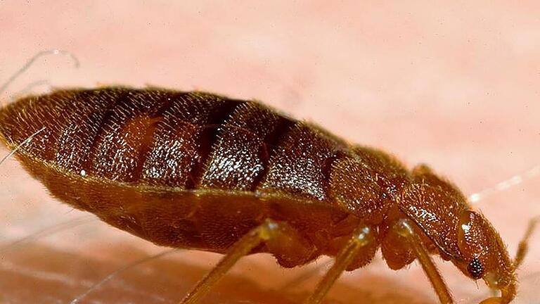 Ein häufiger blinder Passagier im Reisegepäck: die Bettwanze. Sie kann mit Kälte oder Hitze bekämpft werden. Foto: Piotr Naskrecki/CDC/Harvard University       -  Ein häufiger blinder Passagier im Reisegepäck: die Bettwanze.