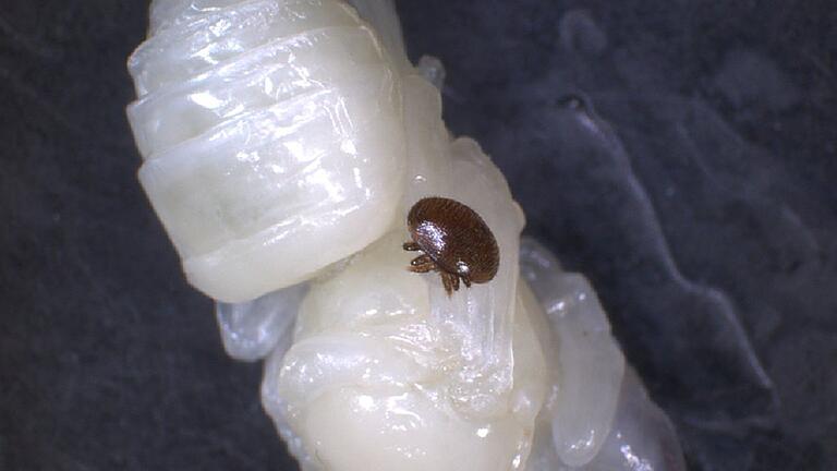 Als Als „ständiger Begleiter“ setzt sich die circa 1,6 mm breite Varroamilbe an ihrem Wirt fest. Bei einem Menschen würde dies bedeuten, dass man täglich eine kleine Landschildkröte an sich haften hätte. Als Als „ständiger Begleiter“ setzt sich die circa 1,6 mm breite Varroamilbe an ihrem Wirt fest. Bei einem Menschen würde dies bedeuten, dass man täglich eine kleine Landschildkröte an sich haften hätte.