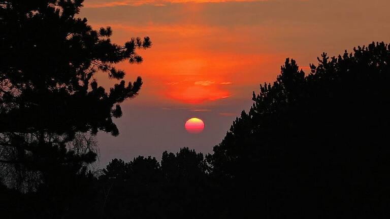 Solch idyllische Sonnenaufgänge über den Schwarzkiefern am Volkenberg bei Erlabrunn und darüber hinaus bis Leinach könnten bald der Vergangenheit angehören. Der Schwarzkiefernwald, der größte zusammenhängende Deutschlands, soll in spätestens 60 Jahren einem Mehrgenerationen-Mischwald weichen. Solch idyllische Sonnenaufgänge über den Schwarzkiefern am Volkenberg bei Erlabrunn und darüber hinaus bis Leinach könnten bald der Vergangenheit angehören. Der Schwarzkiefernwald, der größte zusammenhängende Deutschlands, soll in spätestens 60 Jahren einem Mehrgenerationen-Mischwald weichen.