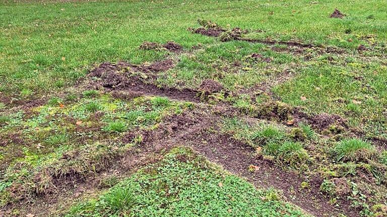 Woher kommen die ungewöhnlichen und tiefen Reifenspuren auf dem Sportplatz des SV Oberpleichfeld?