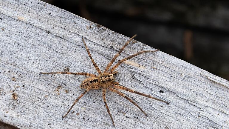 Nosferatu-Spinne - Die Nosferatu-Spinne ist inzwischen in fast ganz Deutschland verbreitet. (Archivbild) Nosferatu-Spinne - Die Nosferatu-Spinne ist inzwischen in fast ganz Deutschland verbreitet. (Archivbild)