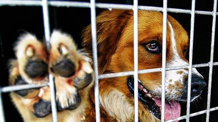 Wohin mit den Fundtieren? Derzeit ist es offen, wer ab Januar im Haßbergkreis Fundkatzen und -hunde betreut. Das Bild zeigt symbolisch einen Hund, der in einem Tierheim untergebracht ist.